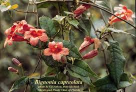Image result for Bignonia capreolata