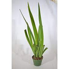 • plant in well draining, sandy soil so that the roots and about 2 of the. 9greenbox Blue Walking Iris Plant Neomarica Rare Houseplant 4 Pot Walmart Com Walmart Com
