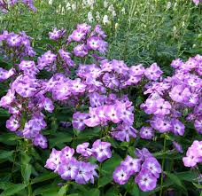 Phlox paniculata 'Laura'