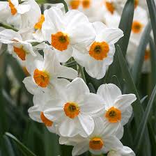 Daffodil Tazetta Hybrids Daffodils Plants Bulb Flowers