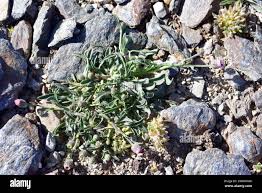 Image result for Grangea zambesiaca
