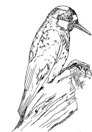 Gorgeous Acorn Woodpecker Coloring Page Kids Play Color Coloring Pages Woodpecker Coloring Pictures