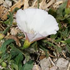 Image result for Convolvulus goyderi