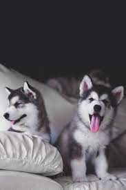 Pokerrakerace Cemerakerace Dominorakerace Dewa Luckyqq Turnamenpoker Super10 Maniajackpot Domino Capsa99 Agenpo Husky Puppy Fluffy Puppies Cute Dogs