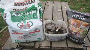 Venus fly trap will love the soil made of 50% of peat moss and 50% of sand. Venus Flytrap Soil And Potting Techniques Flytrapcare Com
