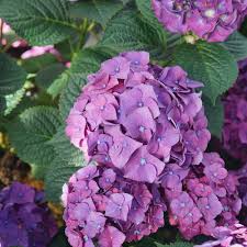Let's dance big band® hydrangea. Let S Dance Big Band Reblooming Hydrangea Hydrangea Macrophylla Proven Winners