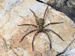 Die australische kleinstadt goulburn wurde von einer spinneninvasion heimgesucht. Horrorszenario Frau Totet Spinne Im Auto Die Noch Ihren Nachwuchs Hinterlasst Auto