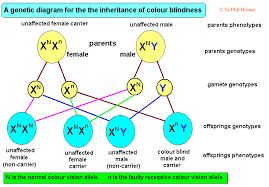 Women can be color blind, but it's not as likely because of the genes involved. Sex Linked Genetic Disorders Colour Blindness Haemophilia Inheritance Of Blood Groups A B Ab O Igcse O Level Gcse 9 1 Biology Revision Notes Examinations