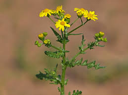 Image result for Senecio maranguensis