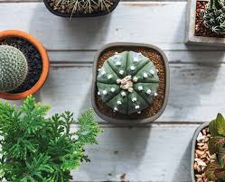 Si tenemos hijos correteando por casa y nos encantan los cactus por su apariencia, lo más recomendable será elegir en total cuenta con unas 35 especies diferentes, la mayoría sin espinas. Tipos De Cactus Sin Espinas Ideales Para Interior Blog Miroytengo
