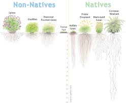 Your Backyard Can Help Clean The Potomac Here S How Potomac Conservancy Native Plants Rain Garden Native Plant Gardening