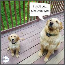 Amo images, animals are so cute and funny. Pin On Cute Cats