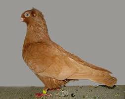 Culbutant de budapest, budapester kurze, capitombolante di budapest a becco corto, будапештский короткий турман. List Of Pigeon Breeds Wiki Thereaderwiki