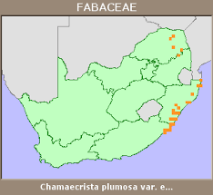 Image result for Chamaecrista plumosa