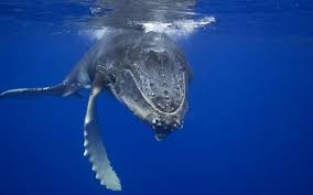 Save Nature Save Human The Blue Whale Whale Humpback Whale Blue Whale