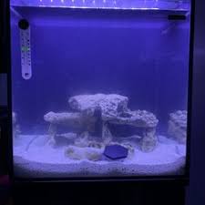 List ranking the best online pet stores 2021 aelieve's rankings are calculated by the total number of unique visitors from a variety of constantly updated traffic best online pet stores. Aquarium Pet Store Near Me Cerrini Com Uy