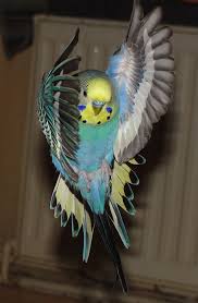 Budgerigar Picture Rudi Shows Color Rudi Shows His Beautiful Wing Colors Animalsanimals Wildanimals Funnyanimals Cutestanim In 2020 Pet Birds Cute Birds Budgies Bird