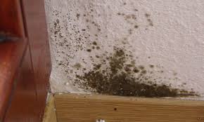 Ich habe frische gelbe datteln gekauft, welche man nachreifen lassen muss um sie dann zu wo schimmel aufscheint und deren nachbarfrüchte soll man nicht mehr essen, denn oft sind sie bereits, obwohl man nichts sieht angesteckt. Jeder 5 Deutsche Haushalt Ist Von Schimmel Befallen Fachverband Der Stuckateure Saf