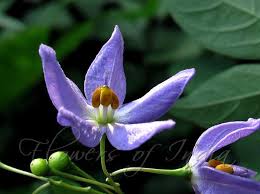 Image result for Solanum seaforthianum