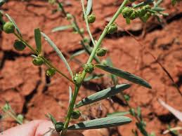 Image result for Phyllanthus maderaspatensis