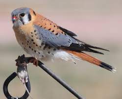 American Kestrel | Celebrate Urban Birds