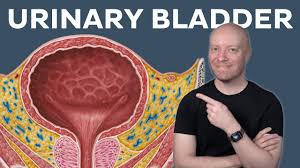 Image result for Bladder Anatomy