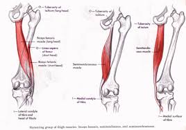 Leg muscles functions to perform all the motions and movements of the lower limb like standing… leg muscles: How To Recover From A Hamstring Injury Healthcog