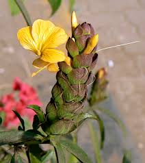 Image result for Barleria holubii