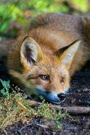 Red Fox Forest Woodland Animals Animal Photography Pictures Photos Raposa Animais Animais Selvagens