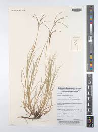 Image result for Cynodon nlemfuensis