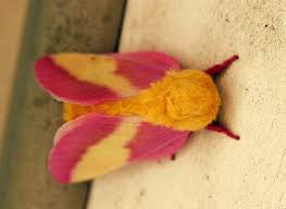 We did not find results for: The Rosy Maple Moth Dryocampa Rubicunda With Its Fluffy Pink And Yellow Wings Looks A Bit Like A Pokemon Character Sciencealert Scoopnest