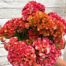Image result for Celosia pandurata
