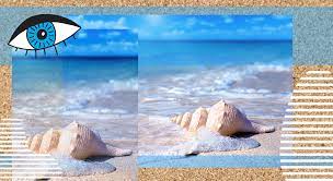 The best shelling is found on the beaches of sanibel island and captiva island. Top 5 Beaches In The Uae For Collecting Seashells The Modern East