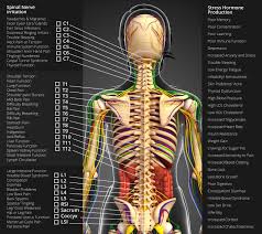 The peripheral nervous system includes 12 pairs of cranial nerves arising from the brain and 31 pairs of spinal nerves the organs receive both sympathetic and parasympathetic nerves. Nervous System Chart Chiropractors Ogden Utah