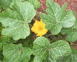 Image result for Cucurbita moschata
