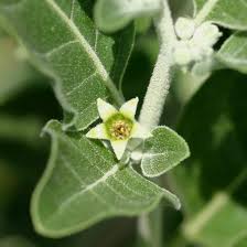 Image result for Withania