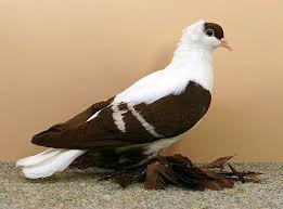 They can be easily identified by their dark orange eyes and clean legs. Red White Barred Saxon Swallow Pigeon Pictures Pigeon Breeds Pigeon