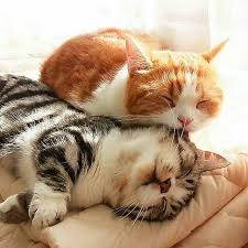 We've collected the most popular hashtags on cats. Gefallt 3 811 Mal 7 Kommentare I Love Kittens And Cats Catlovers Comm Auf Instagram Zzzz From Obsessedcatlady Hters Hash Cats Cute Cats Kittens