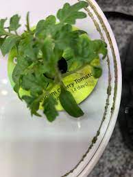 Easily grow a collection of herbs in your kitchen using your aerogarden. Green Mold Along Edge Of Aerogarden Planter Aerogarden
