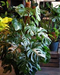 Gronvaxtriket Vi Har Just Nu 4st Stora Monstera Variegata Plantor I Butiken Aven Nagra Mindre Infor Helgen Vi Har Satt Massor Av Sticklingar Pa Rotning Och Vi Hoppas Ha Sa