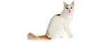 Turkish Van Cat Breed Information, Pictures ...