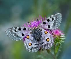 Image result for Parnassius apollo