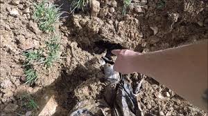 Next time you have your septic system pumped or inspected, you. Clogged Field Lines Using Metal Detector To Locate Drain Plumbing Clog Youtube