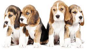 I cani piccoli sono spesso molto apprezzati, per diversi motivi. Migliori Cani Adatti Ai Bambini Elenco Delle 19 Migliori Razze