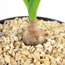 Image result for Drimia