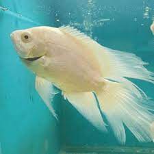 Cerita ikan oscar yang jarang terkena penyakit mungkin bisa dimengerti, katrena para petani pemelihara memberinya makan mempercepat pertumbuhan yang cukup dan lingkungan yang bersih. Harga Ikan Oscar Slayer Terbaik Agustus 2021 Shopee Indonesia