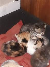 Mum and dad can be seen , reared in a loving family home with children ,other cats and dog. H0j8jyztisxe2m