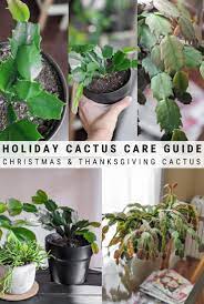 Holiday Cactus Care Detailed Guide To Grow An Old Favorite Cactus Care Holiday Cactus Christmas Cactus