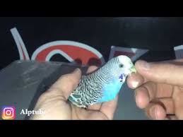Yumurta Felci Geciren Muhabbetkusu Neler Yapilmali Youtube