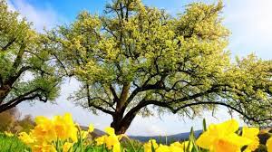 6 wetter apps im test ⭐ welches ist die beste wetter app? Wetter Prognose Fur April Und Mai 2021 Fruhlingshitze An Ostern Das Berechneten Die Wettermodell News De